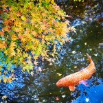 Japan Autumn Colors, Momiji and Koi (c) Guillaume Nargeot